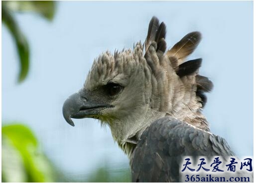 角雕.jpg