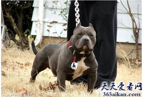 碰到赶快跑！世界上最凶猛的狗：比特犬.jpg