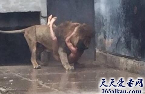 世界上最勇敢的饲养员，闯入狮笼欲自杀 饲养员连杀两兽