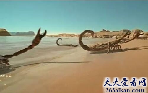 布龙度蝎.jpg