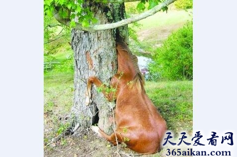 世界上最好奇的马，小马钻树洞脑袋被卡，好奇“害死”马！