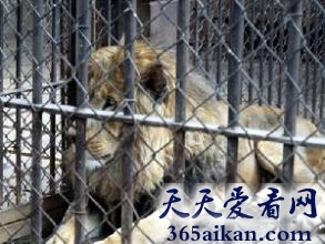 世界上最狂暴的动物监狱，重庆永川设"动物监狱" 其中动物多是暴力狂