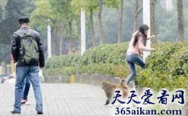 世界上最色的猴子，色猴闹市横行6年骚扰女孩爱摸大腿
