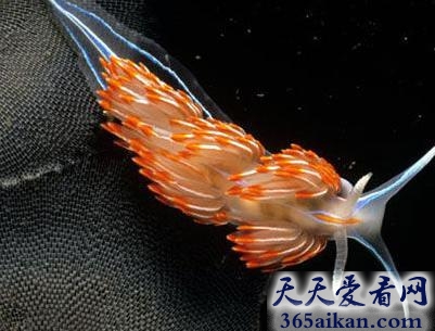世界上最牛逼的雄性动物，海蛤蝓交配后长出新阳具 