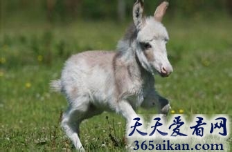 世界上最小的驴子，英国迷你小驴降生身高60厘米