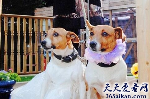 世界上最奇特的婚礼，两只宠物狗办婚礼100余人见证