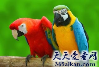 大难不死必有后福，房子起火，两只鹦鹉不断大呼救命获救