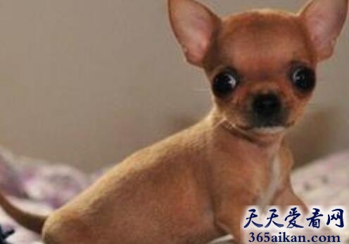 世界上最胆小的吉娃娃，牧羊犬吓死散步中吉娃娃狗主人被判赔偿