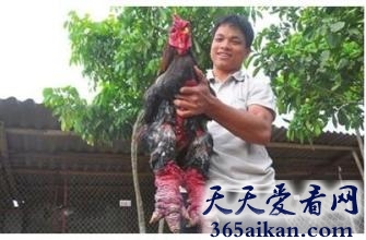 世界上最贵的鸡，粗腿鸡身价一万五 