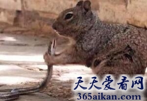 世界上最罕见的场面，美国公园松鼠吃蛇