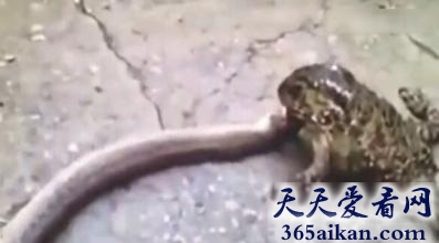 蟾蜍的逆袭，蟾蜍吞食1米长蛇