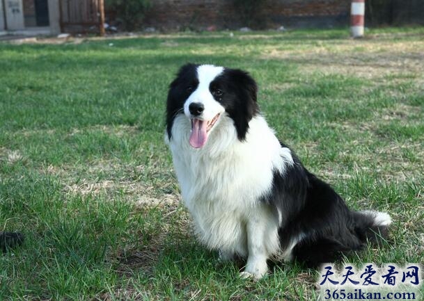世界上智商最高的狗：边境牧羊犬.jpg