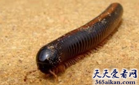世界上腿最多的蜈蚣，俄罗斯发现新型蜈蚣有750条腿