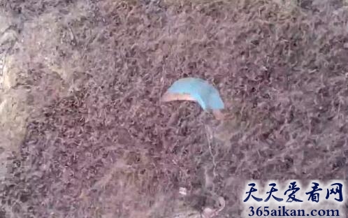 吓死宝宝啦!男子被虫子围困在洞穴