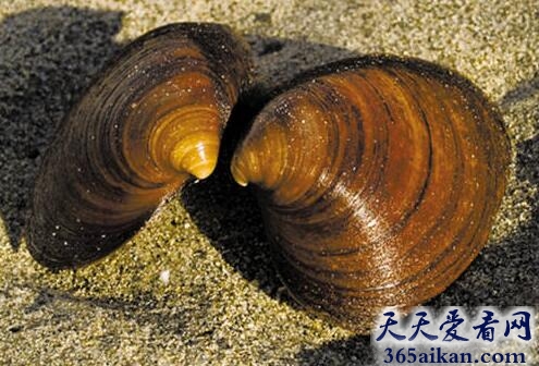 海洋圆蛤.jpg