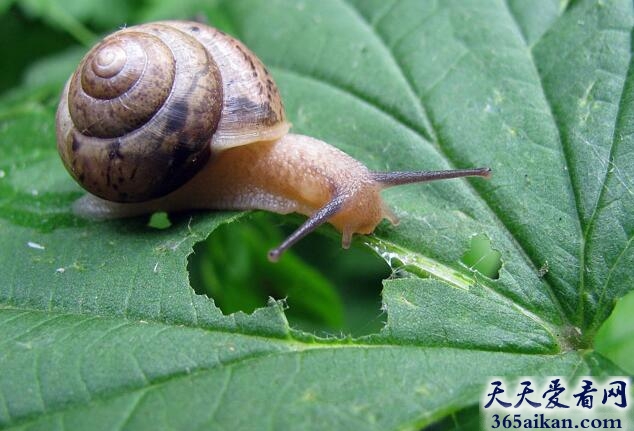 锥形蜗牛.jpg