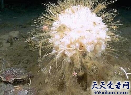 神秘生物.jpg