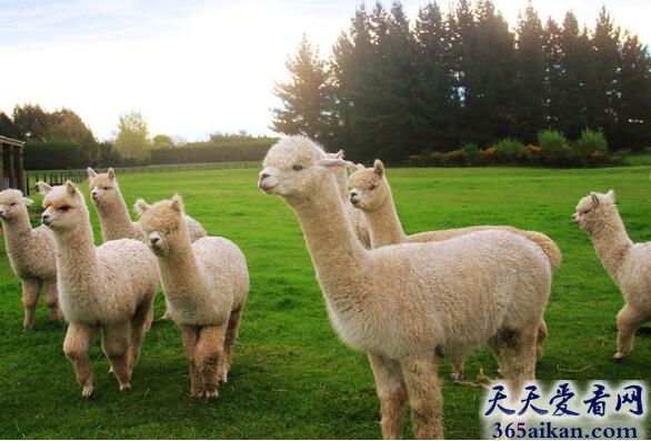 中国最奇葩的神兽：草泥马.jpg