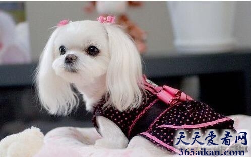玛尔济斯犬.jpg