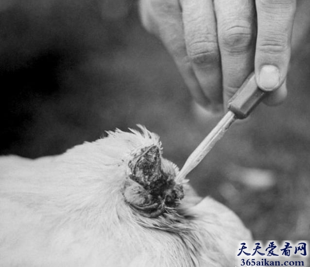 世界上生命力最顽强的鸡，无头鸡麦克受瞩目成明星