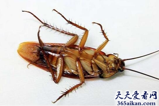 世界上爬行速度最快的昆虫：蟑螂.jpg