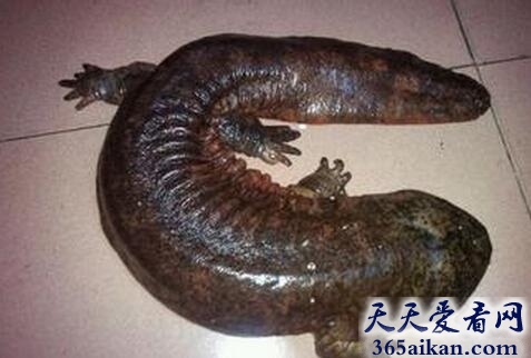 动物的逆袭，小区“怪物”光临，居民误当鳄鱼报警