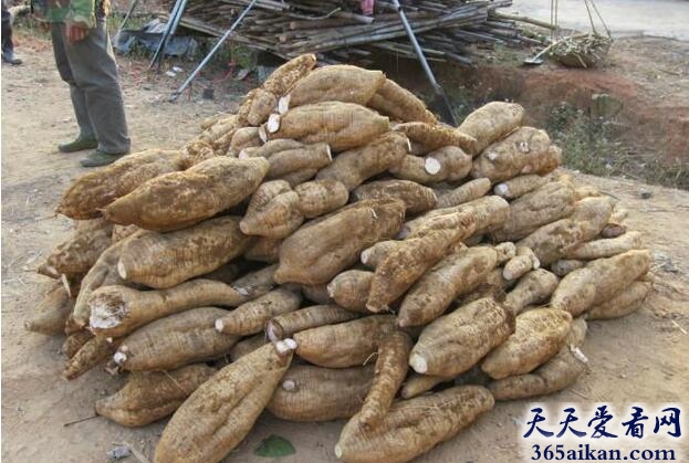 葛根.jpg