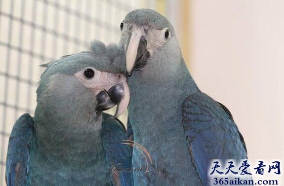 斯皮克斯金刚鹦鹉.jpg