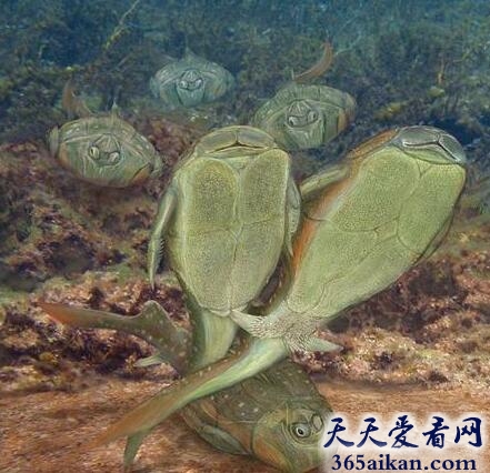世界上最早的动物性较行为，竟源自4.3亿年前