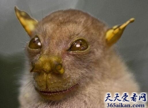 管鼻果蝠.jpg