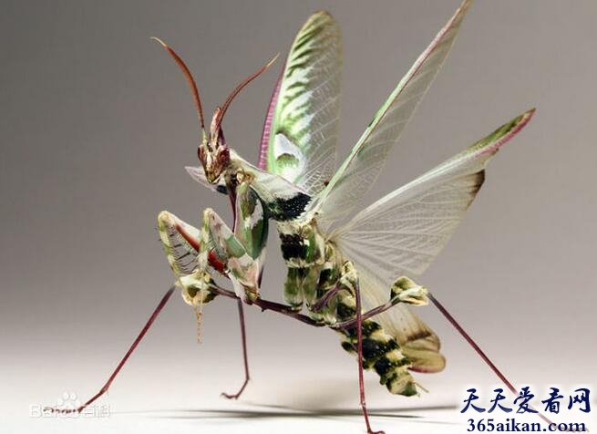 魔花螳螂.jpg