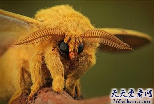 狮子狗蛾.jpg