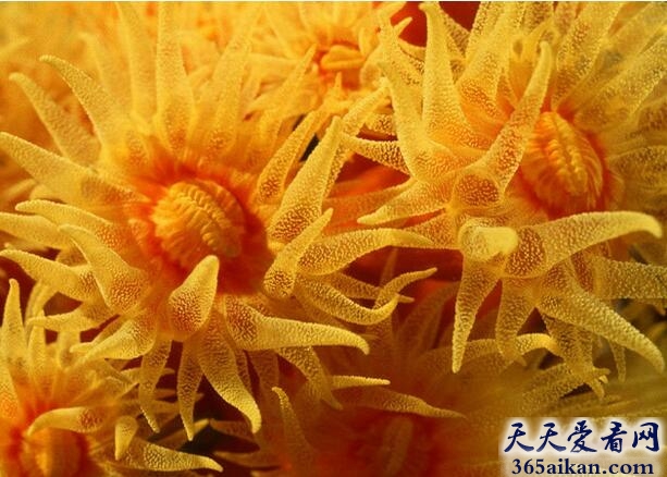 黄海葵.jpg