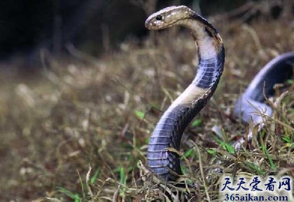 阿氏喷毒眼镜蛇.jpg
