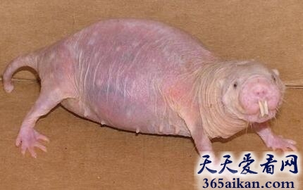 裸鼹鼠.jpg
