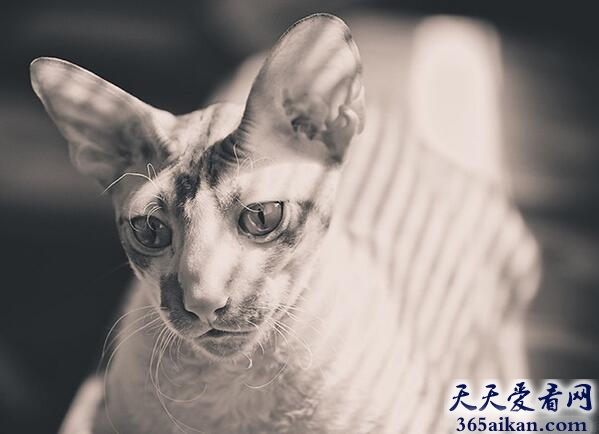 柯尼斯卷毛猫.jpg
