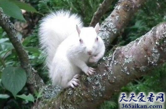 松鼠.jpg