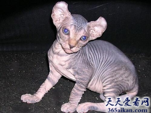精灵猫.jpg