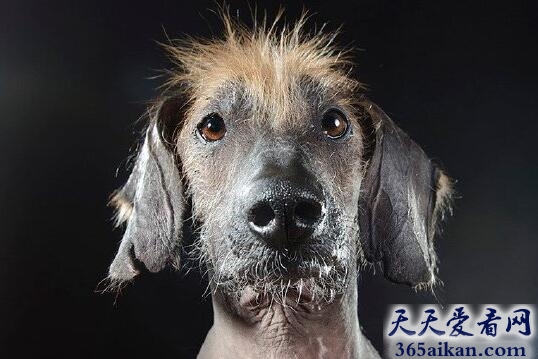 无毛犬艾琳.jpg