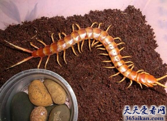 秘鲁巨人蜈蚣.jpg