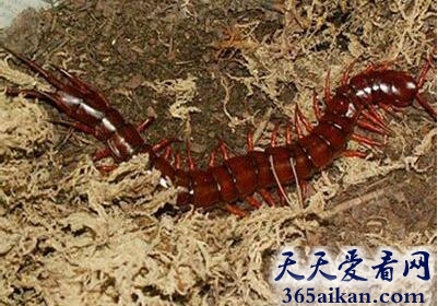 中国红巨龙蜈蚣.jpg