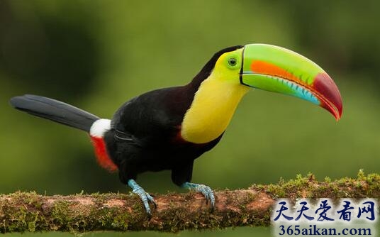 巨嘴鸟