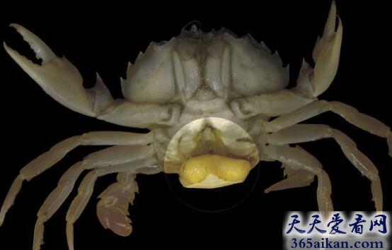 寄生藤壶.jpg