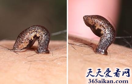 世界上最大的水蛭（蚂蟥）有多大？