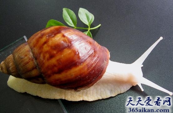白玉蜗牛.jpg