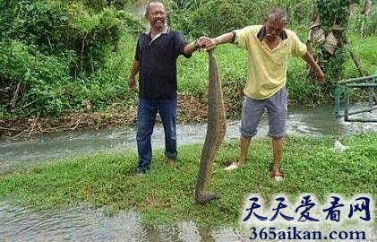 世界上最大的水蛭（蚂蟥）有多大？