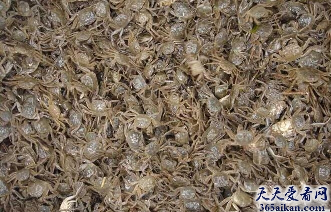 豆蟹.jpg