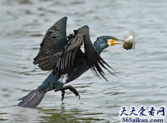 鸬鹚.jpg
