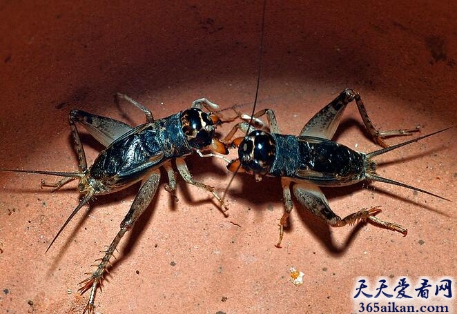 世界上最爱打架的动物：蟋蟀