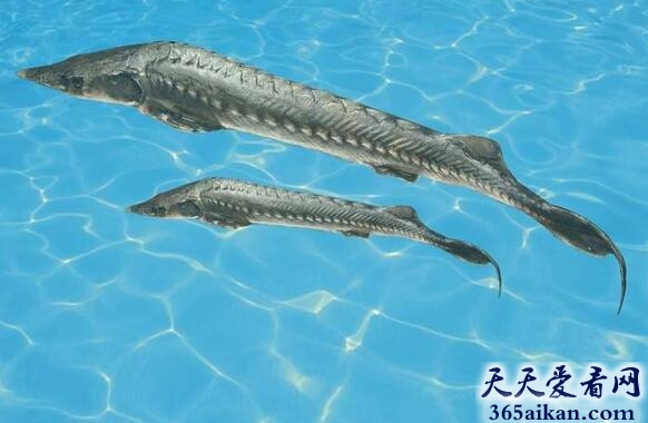 鲟鱼.jpg